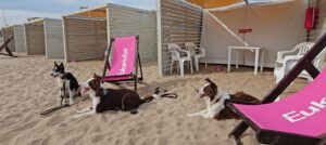 Verano Eukanuba 2025