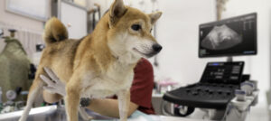 Veterinary concept. The Shiba Inu dog is waiting for the doctor in the ultrasound examination room. The doctor is examining the womb of shiba Inu mother dog. Veterinarian doing ultrasound and analyze