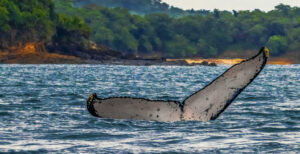 Humpback whale Fluke-2