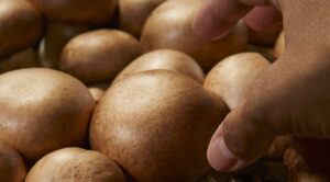 hongos_del_pilar_260225_44099