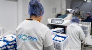 Hongos del Pilar - Planta 1