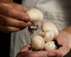 Hongos del Pilar: El boom de los hongos en la cocina contemporánea