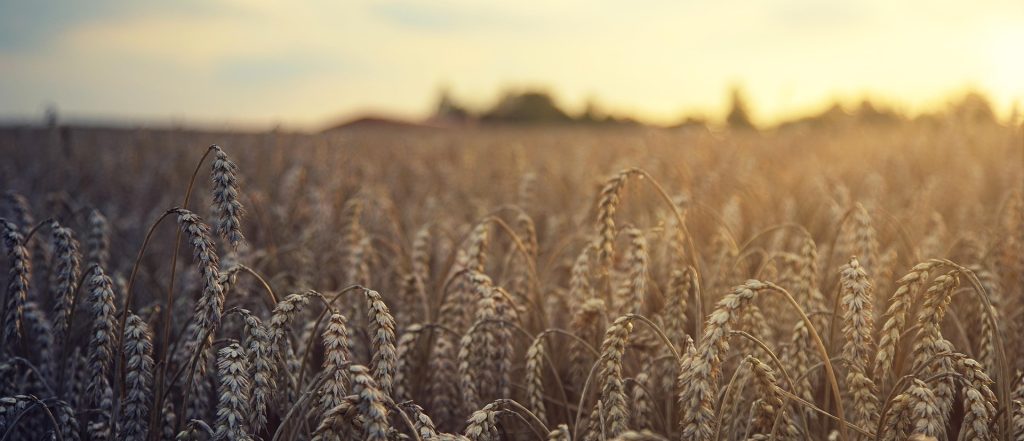 jplenio-wheat-5207174_1920