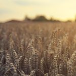 Galicia y LA NACION lanzan la 24° edición del Premio a la Excelencia Agropecuaria