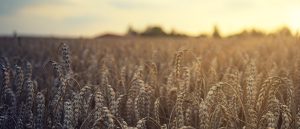 jplenio-wheat-5207174_1920